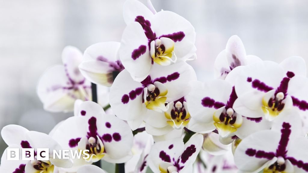 Inside the secretive and lucrative world of orchid breeding